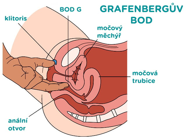 Bod G se údajně nachází na přední stěně pochvy (asi tři až čtyři centimetry od jejího vchodu)